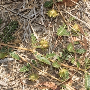 Tribulus terrestris at Higgins, ACT - 5 Mar 2025 03:45 PM