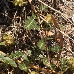 Tribulus terrestris at Higgins, ACT - 5 Mar 2025 03:45 PM