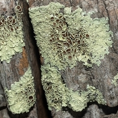 Flavoparmelia sp. at Lawson, ACT - 12 Mar 2025 by AlisonMilton