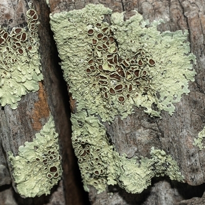 Flavoparmelia sp. at Lawson, ACT - 12 Mar 2025 by AlisonMilton