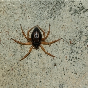 Euryopis umbilicata at Lawson, ACT - 12 Mar 2025 by AlisonMilton