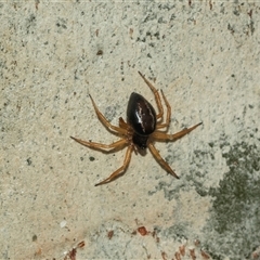 Euryopis umbilicata at Lawson, ACT - 12 Mar 2025 11:55 AM