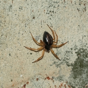 Euryopis umbilicata at Lawson, ACT - 12 Mar 2025 11:55 AM