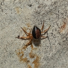 Euryopis umbilicata at Lawson, ACT - 12 Mar 2025 11:55 AM