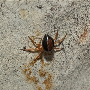 Euryopis umbilicata at Lawson, ACT - 12 Mar 2025 11:55 AM