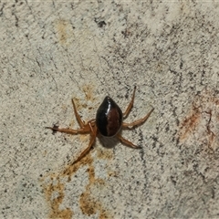Euryopis umbilicata at Lawson, ACT - 12 Mar 2025 11:55 AM