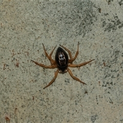 Euryopis umbilicata at Lawson, ACT - 12 Mar 2025 11:55 AM