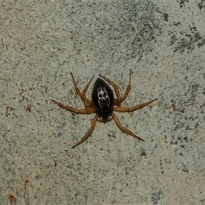 Euryopis umbilicata at Lawson, ACT - 12 Mar 2025 11:55 AM