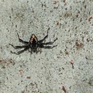 Euryopis splendens (Splendid tick spider) at Lawson, ACT - 12 Mar 2025 by AlisonMilton