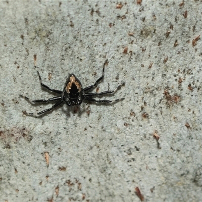 Euryopis splendens (Splendid tick spider) at Lawson, ACT - 12 Mar 2025 by AlisonMilton