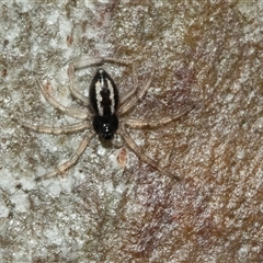 Euryopis umbilicata (Striped tick spider) at Lawson, ACT - 12 Mar 2025 by AlisonMilton