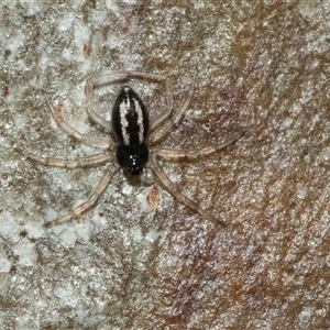 Euryopis umbilicata (Striped tick spider) at Lawson, ACT - 12 Mar 2025 by AlisonMilton