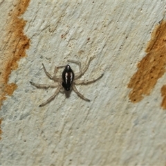 Euryopis umbilicata at Lawson, ACT - 12 Mar 2025 12:08 PM