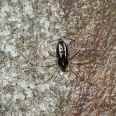 Euryopis umbilicata at Lawson, ACT - 12 Mar 2025 12:08 PM