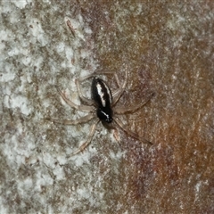 Euryopis umbilicata at Lawson, ACT - 12 Mar 2025 12:08 PM