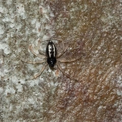 Euryopis umbilicata at Lawson, ACT - 12 Mar 2025 12:08 PM