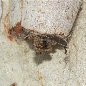 Cryptachaea veruculata at Lawson, ACT - 12 Mar 2025 by AlisonMilton