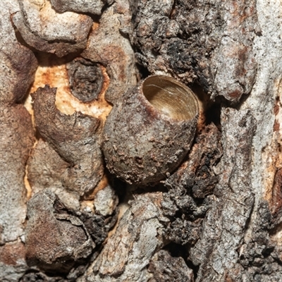 Doratifera (genus) (Cup Moth) at Lawson, ACT - 12 Mar 2025 by AlisonMilton