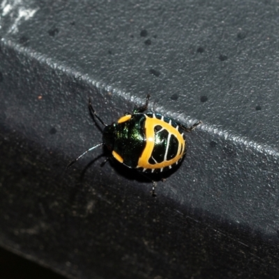 Scutiphora pedicellata (Metallic Jewel Bug) at Higgins, ACT - 18 Mar 2025 by AlisonMilton