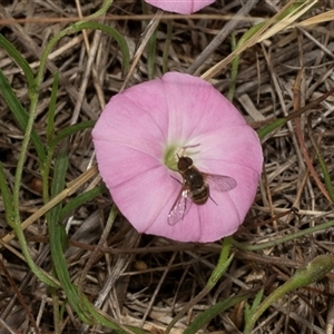 Villa sp. (genus) (Unidentified Villa bee fly) at Lawson, ACT - 12 Mar 2025 by AlisonMilton