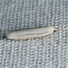 Philobota physaula (Striped Philobota) at Harrison, ACT by DPRees125