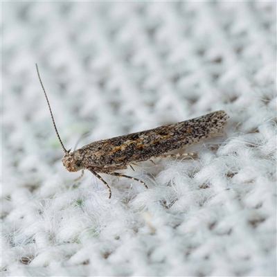 Ephysteris promptella (Ratoon Shootborer) at Harrison, ACT by DPRees125