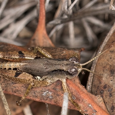 Phaulacridium vittatum (Wingless Grasshopper) at Belconnen, ACT - 19 Mar 2025 by kasiaaus