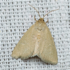 Heliocheilus (genus) (Heliothine moths) at Harrison, ACT by DPRees125