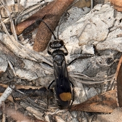 Calopompilus sp. (genus) (Spider wasp) at Belconnen, ACT - 19 Mar 2025 by kasiaaus