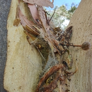 Cryptachaea veruculata at Hall, ACT - 15 Mar 2025 by LyndalT