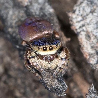 Simaethula sp. (genus) (A jumping spider) at Belconnen, ACT - 19 Mar 2025 by kasiaaus