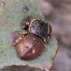 Simaethula sp. (genus) at Belconnen, ACT - 19 Mar 2025 11:45 AM