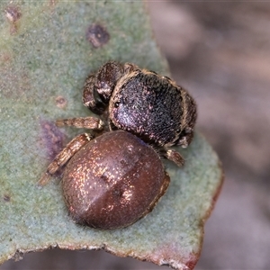 Simaethula sp. (genus) at Belconnen, ACT - 19 Mar 2025 11:45 AM