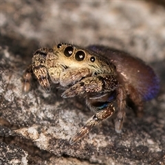 Simaethula sp. (genus) at Belconnen, ACT - 19 Mar 2025 11:45 AM