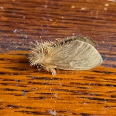 Euproctis edwardsii at Yass River, NSW - 20 Mar 2025 10:14 PM