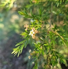 Unidentified Other Shrub at Laguna, NSW - Yesterday by AaronClausen