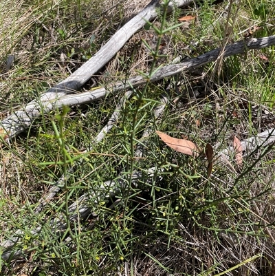 Discaria pubescens at Cotter River, ACT - 20 Mar 2025 by nathkay