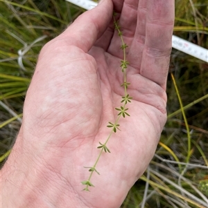 Asperula sp. at Cotter River, ACT - 20 Mar 2025 by nathkay