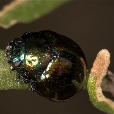 Callidemum hypochalceum (Hop-bush leaf beetle) at Belconnen, ACT - 19 Mar 2025 by kasiaaus