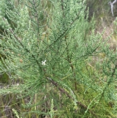 Olearia algida (Alpine Daisy Bush) at Cotter River, ACT - 20 Mar 2025 by nathkay