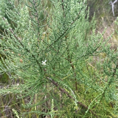 Olearia algida (Alpine Daisy Bush) at Cotter River, ACT - 20 Mar 2025 by nathkay