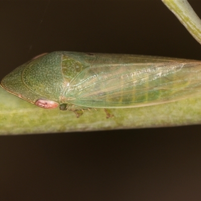 Hackeriana (genus) (A leafhopper) at Belconnen, ACT - 19 Mar 2025 by kasiaaus