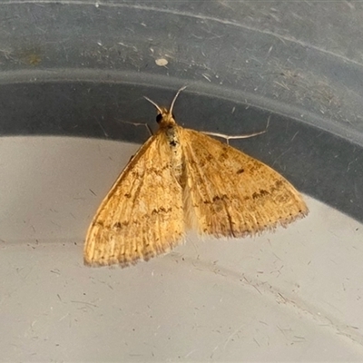 Scopula rubraria (Reddish Wave, Plantain Moth) at Yass River, NSW - 21 Mar 2025 by SenexRugosus