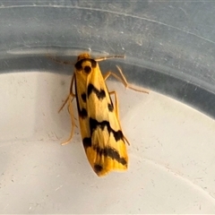 Tigrioides alterna (Alternating Footman) at Yass River, NSW - 21 Mar 2025 by SenexRugosus