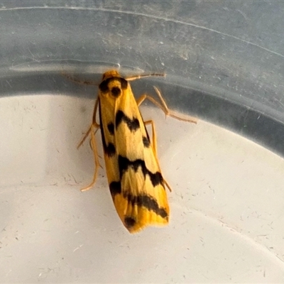 Tigrioides alterna (Alternating Footman) at Yass River, NSW - 21 Mar 2025 by SenexRugosus