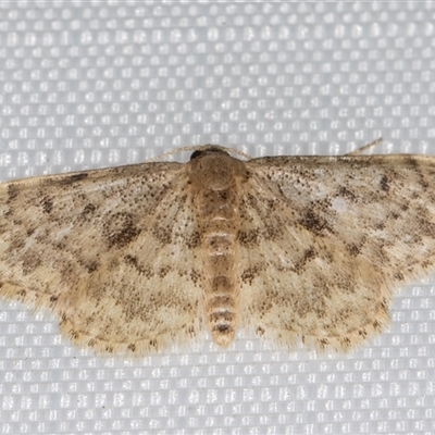 Idaea inquinata (Rusty Wave) at Melba, ACT - 19 Mar 2025 by kasiaaus