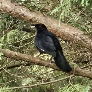 Corcorax melanorhamphos (White-winged Chough) at Braidwood, NSW - 21 Mar 2025 by MatthewFrawley