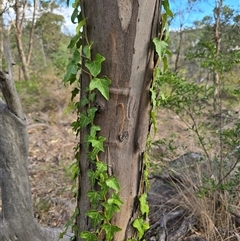 Hedera helix (Ivy) at O'Malley, ACT - Yesterday by Mike