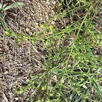 Dittrichia graveolens (Stinkwort) at O'Malley, ACT - Yesterday by Mike