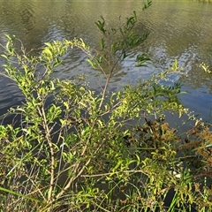 Ligustrum sinense (Narrow-leaf Privet, Chinese Privet) at O'Malley, ACT - 21 Mar 2025 by Mike